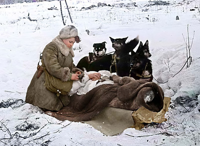 Медсестра Колесникова эвакуирует раненого солдата на собачьих упряжках. 1943 г.