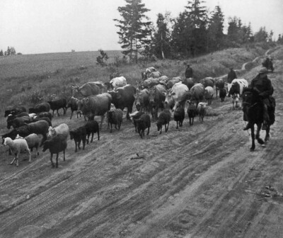 Крестьяне эвакуируют скот, 1940-е. Фото Михаила Савина
