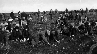 На колхозных полях, 1930-е, документальная хроника